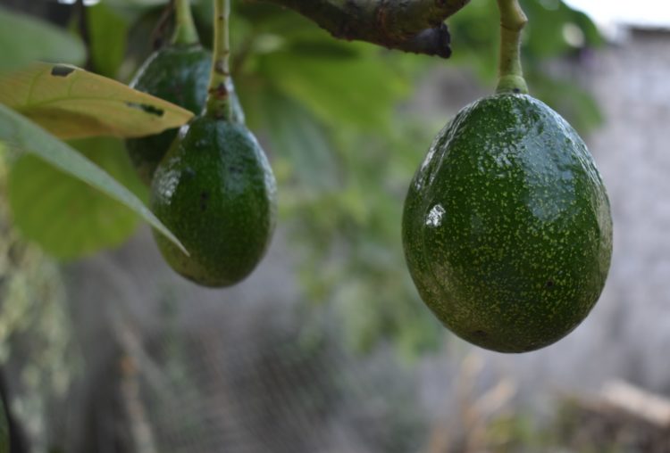 Wat is een avocado plant?